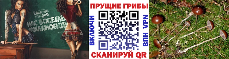 Псилоцибиновые грибы мицелий Салават